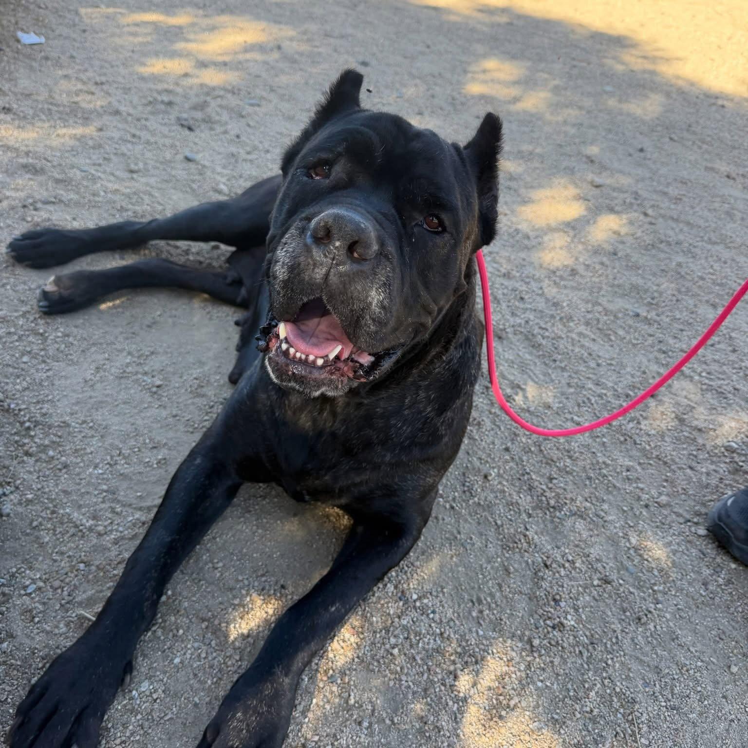 Lulu, Adoptable, Young Female Cane Corso.