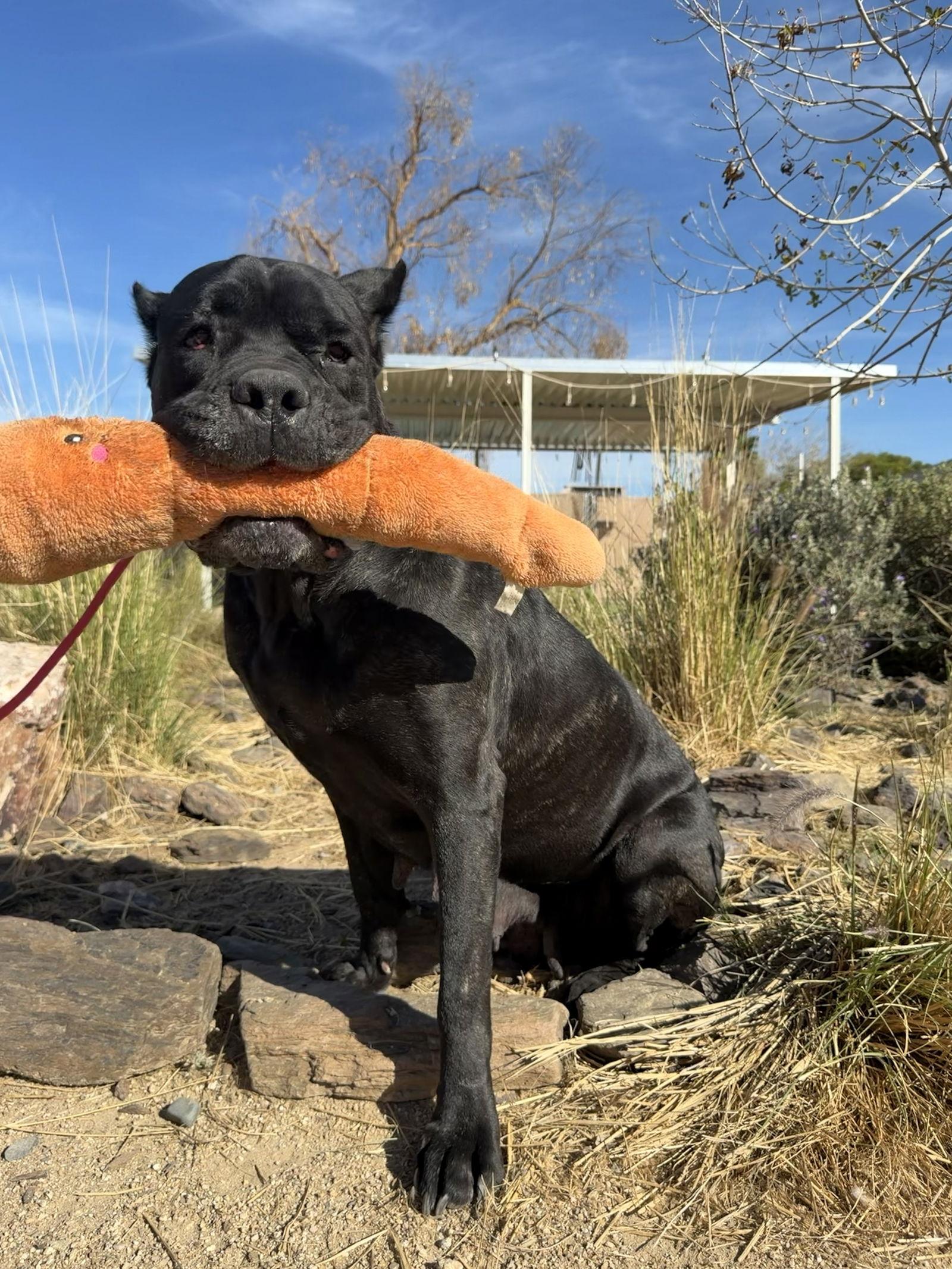 Lulu, Adoptable, Young Female Cane Corso.