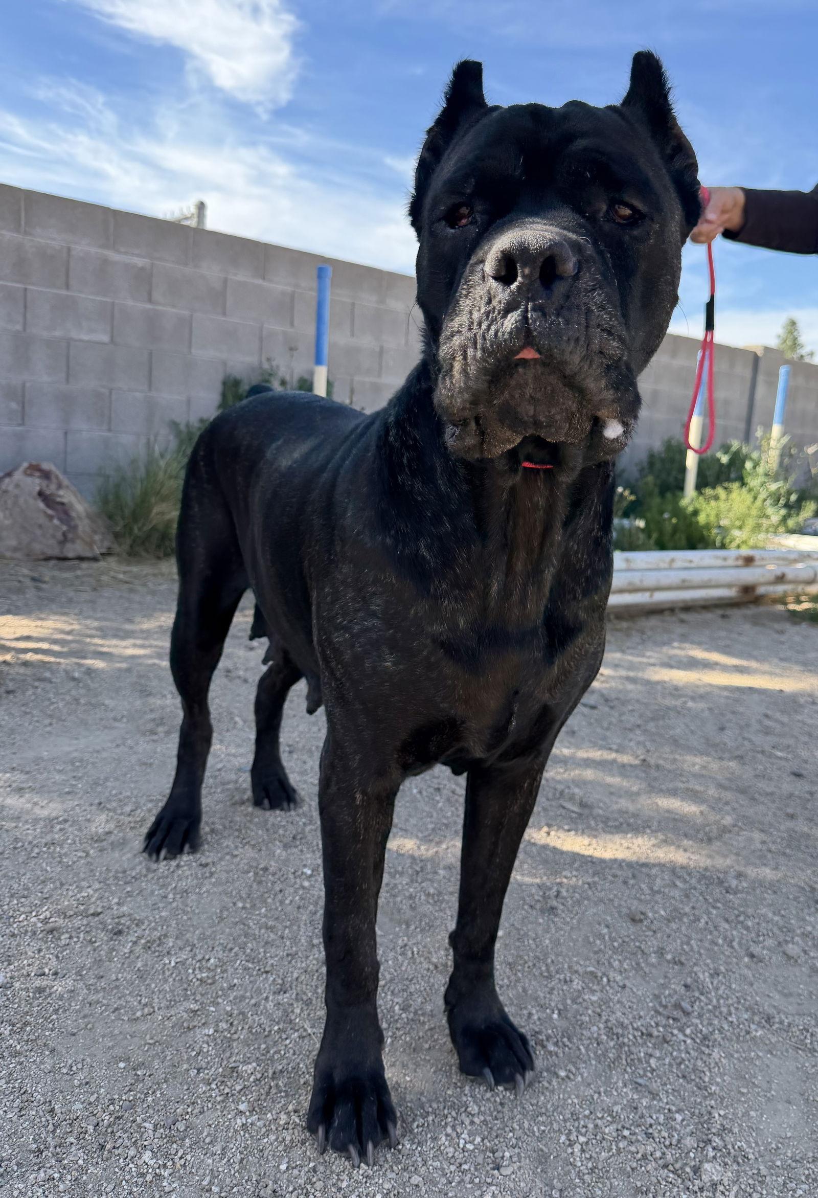 Lulu, a Adoptable Cane Corso in Glendale, AZ image 2/3