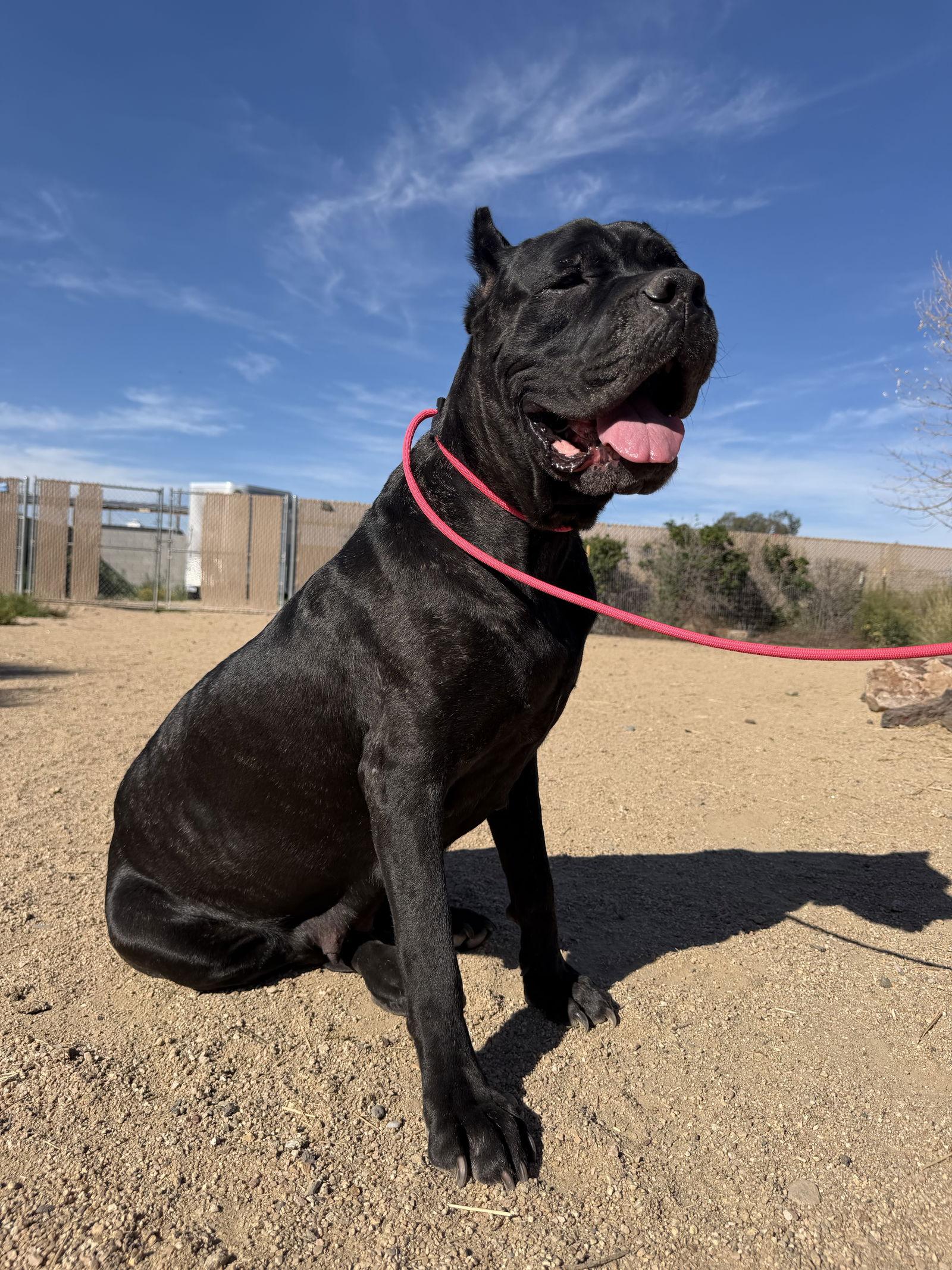 Lulu, a Adoptable Cane Corso in Glendale, AZ image 3/3