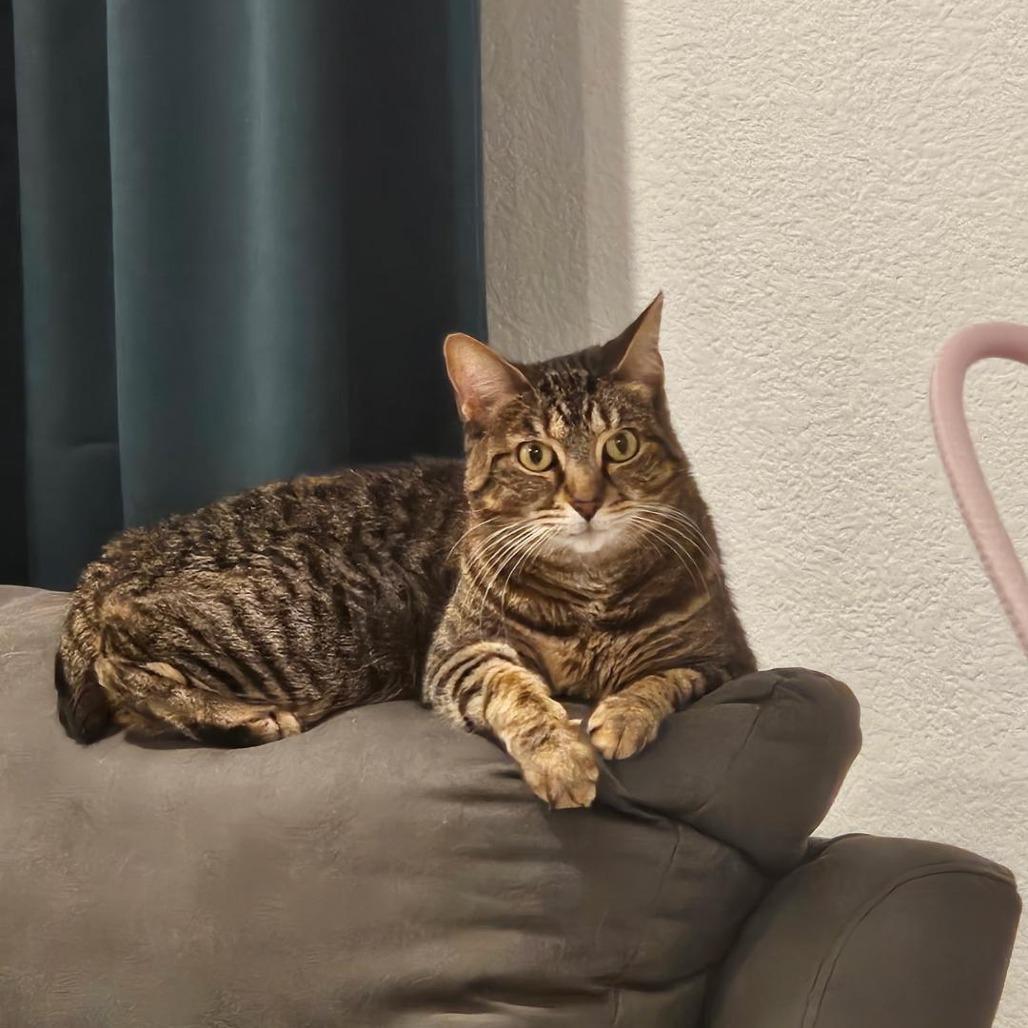 Enlarge Lynx, a Adoptable Domestic Short Hair in Las Vegas, NV image 1/1