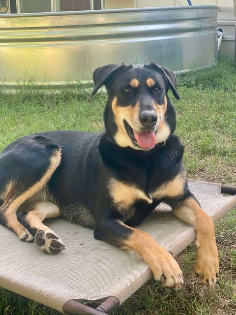 Enlarge Hana, a Adoptable German Shepherd Dog in Bayonne, NJ image 1/6