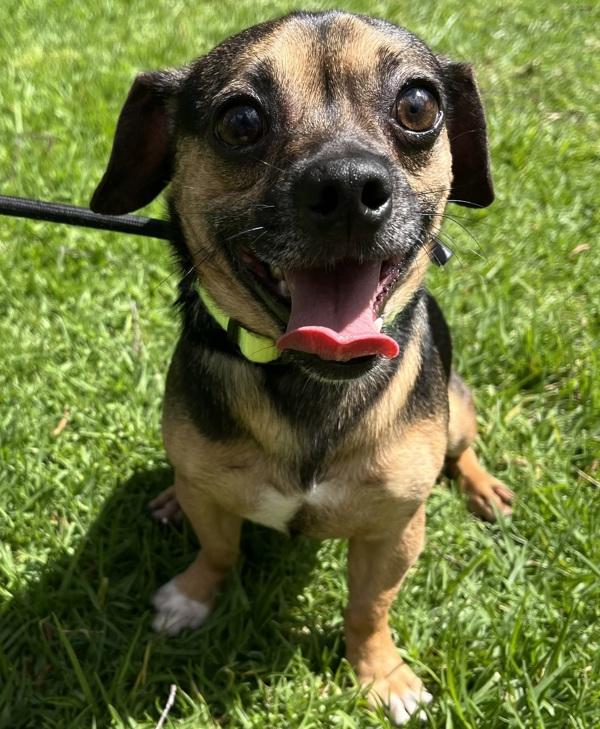 Enlarge Ben, a Adoptable mixed breed in Oakland, CA image 1/1