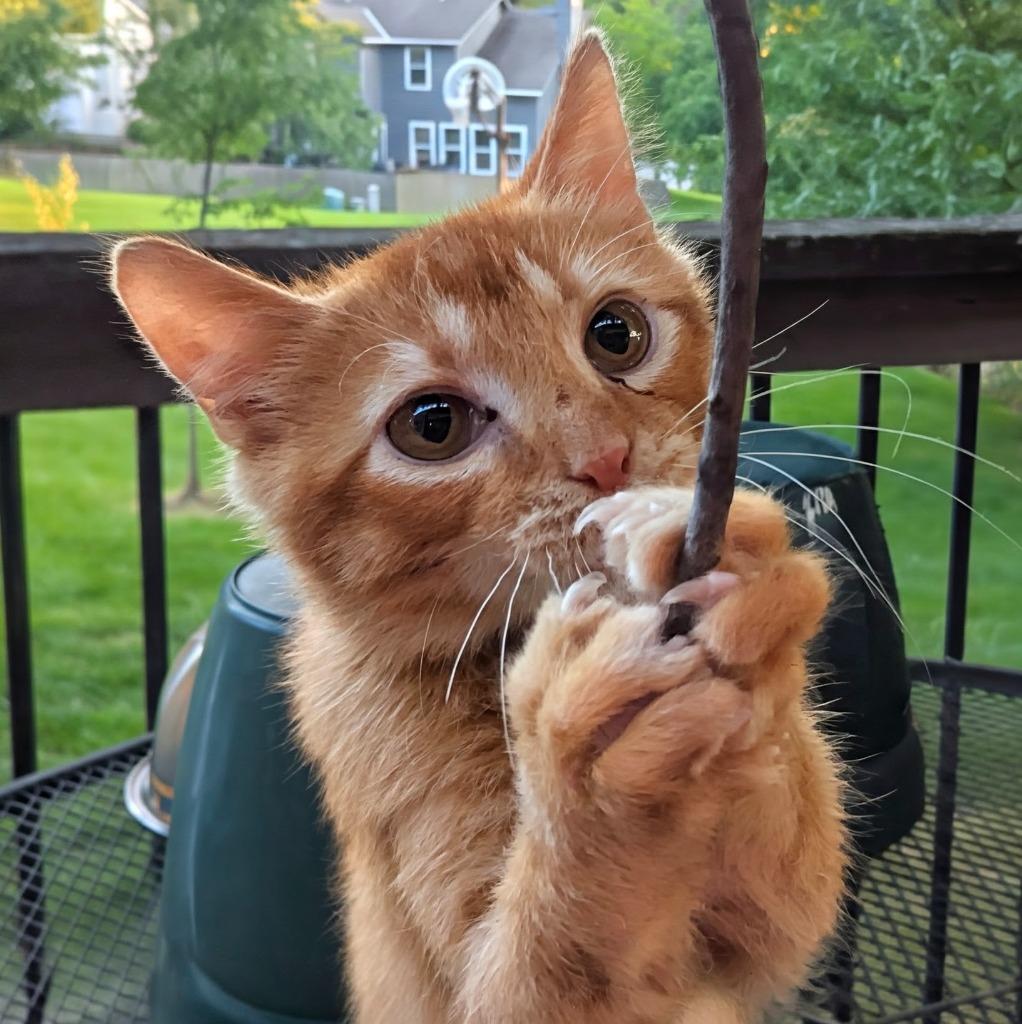 Enlarge Cat Damon, a Adoptable mixed breed in Olathe, KS image 3/4