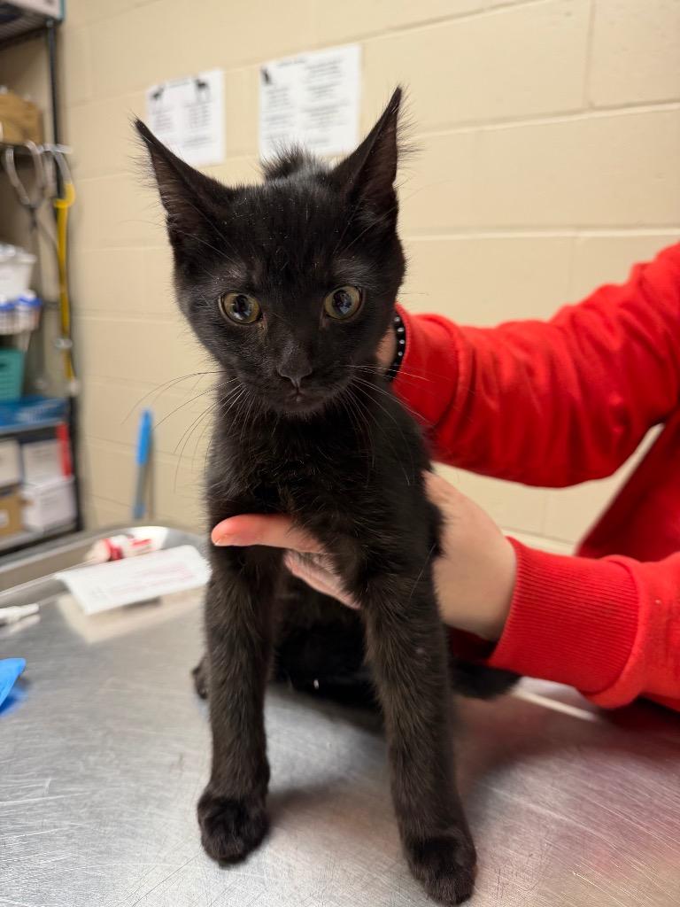 GYPSUM, Adoptable, Kitten Male Domestic Short Hair.
