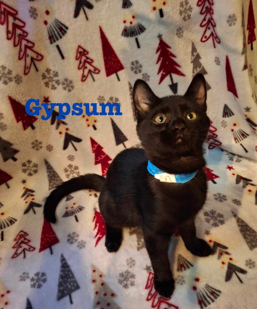 Enlarge GYPSUM, a Adoptable mixed breed in Wintersville, OH image 2/2