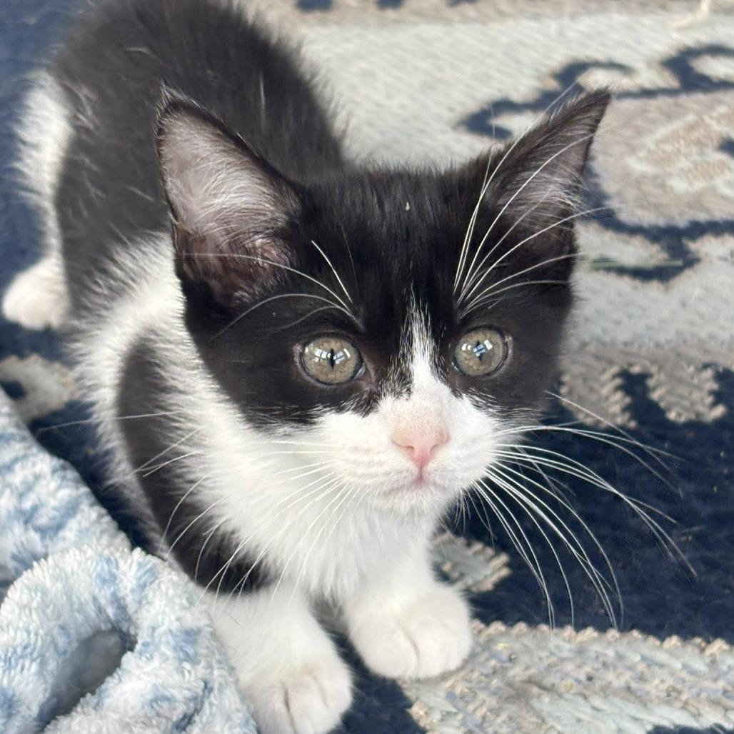 Elanor, Adoptable, Kitten Female Domestic Short Hair & Domestic Short Hair.