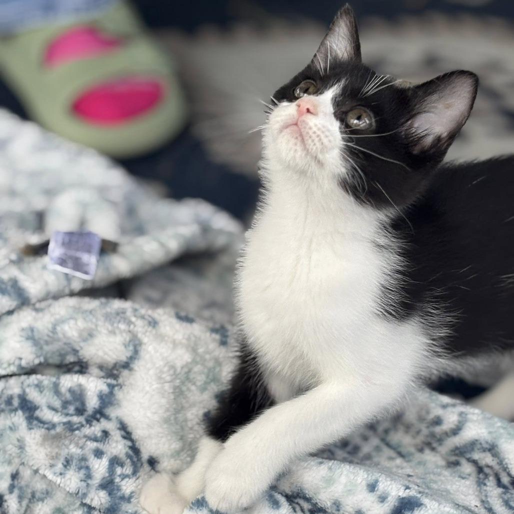 Elanor, a Adoptable mixed breed in Wichita, KS image 2/6