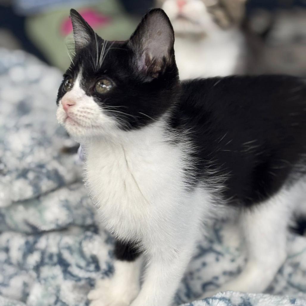 Elanor, a Adoptable mixed breed in Wichita, KS image 3/6