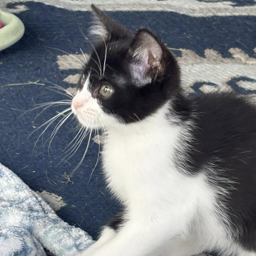 Elanor, a Adoptable mixed breed in Wichita, KS image 4/6