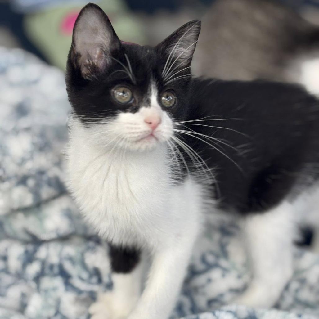 Elanor, a Adoptable mixed breed in Wichita, KS image 5/6
