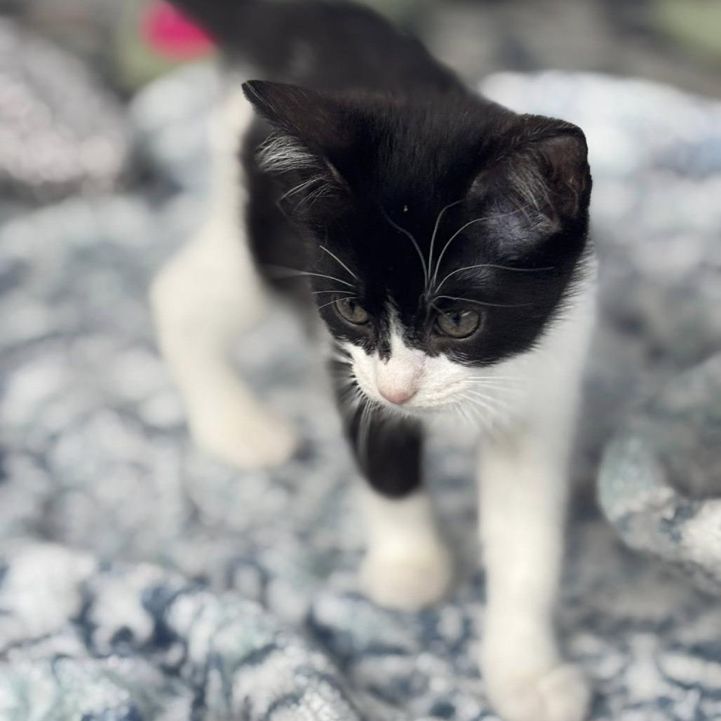 Elanor, a Adoptable mixed breed in Wichita, KS image 6/6