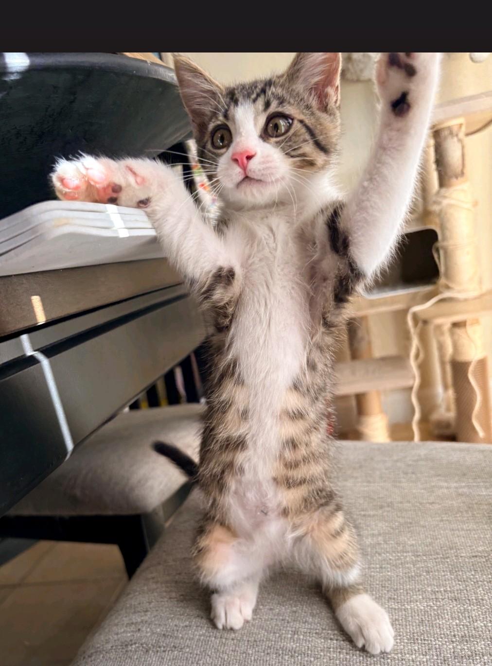 Cobbler, adopted, Kitten Male Domestic Short Hair.