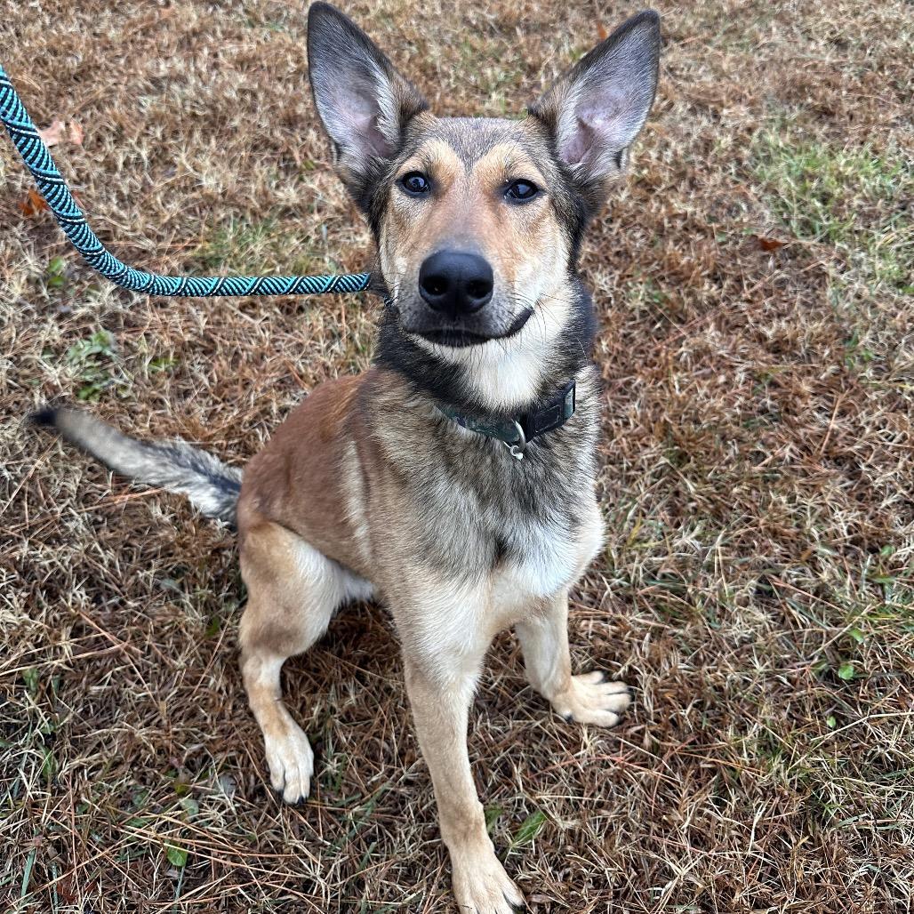 Carver, Adoptable, Young Male German Shepherd Dog.