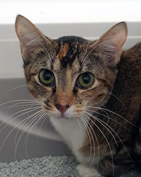 Cassie, Adoptable, Adult Female Domestic Short Hair.