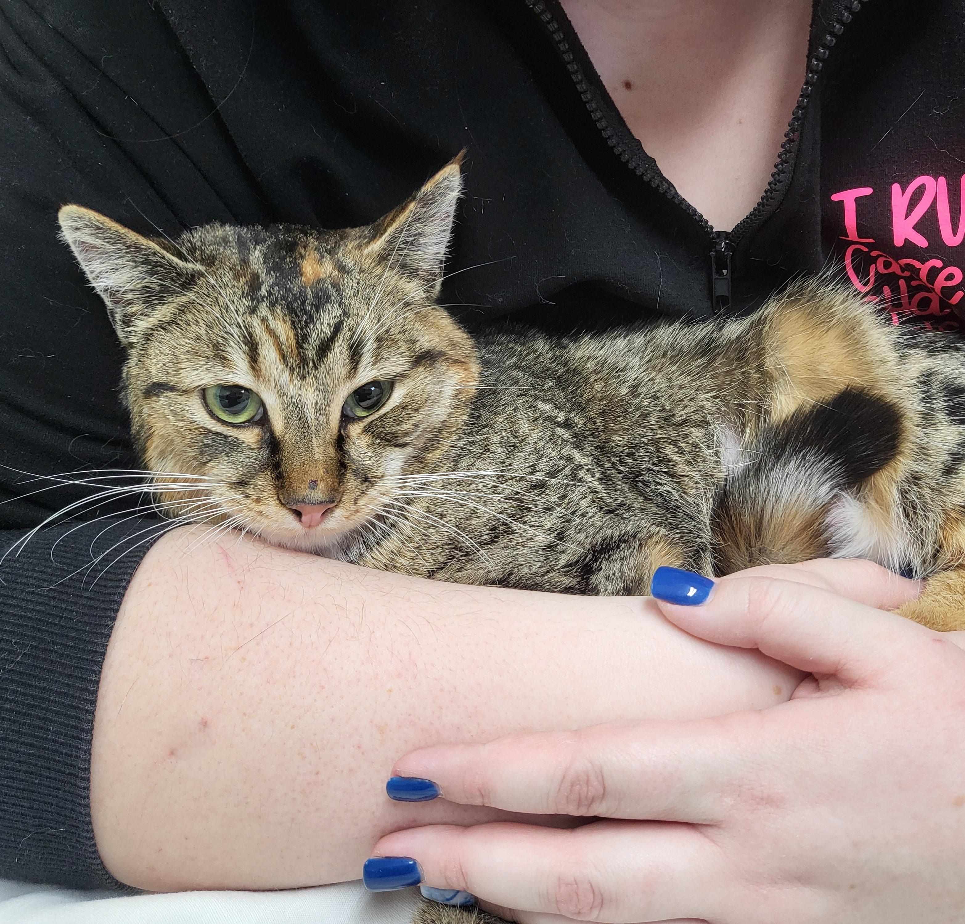 Ginger, ADOPTABLE, Adult Female Domestic Short Hair.