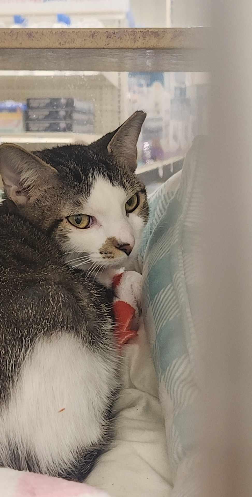 Pudding, a Adoptable Domestic Short Hair in Charlotte, NC image 5/5