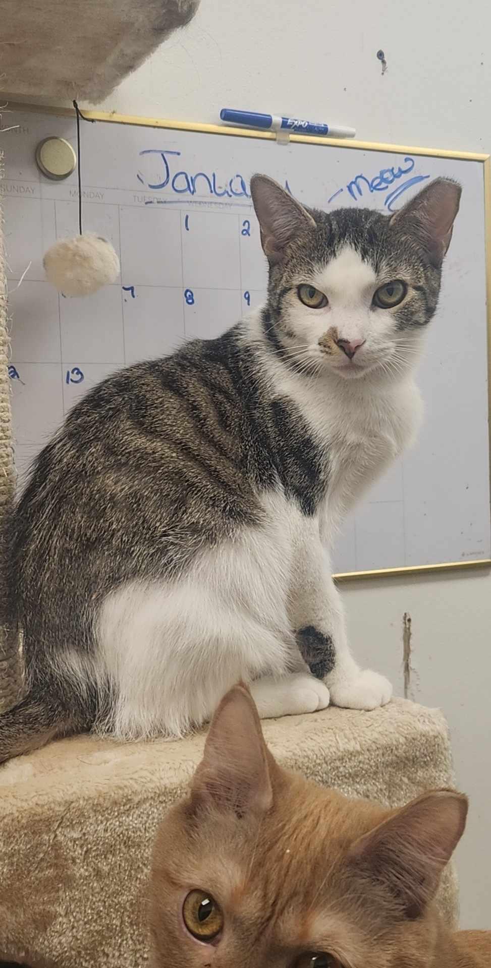 Pudding, a Adoptable Domestic Short Hair in Charlotte, NC image 2/5