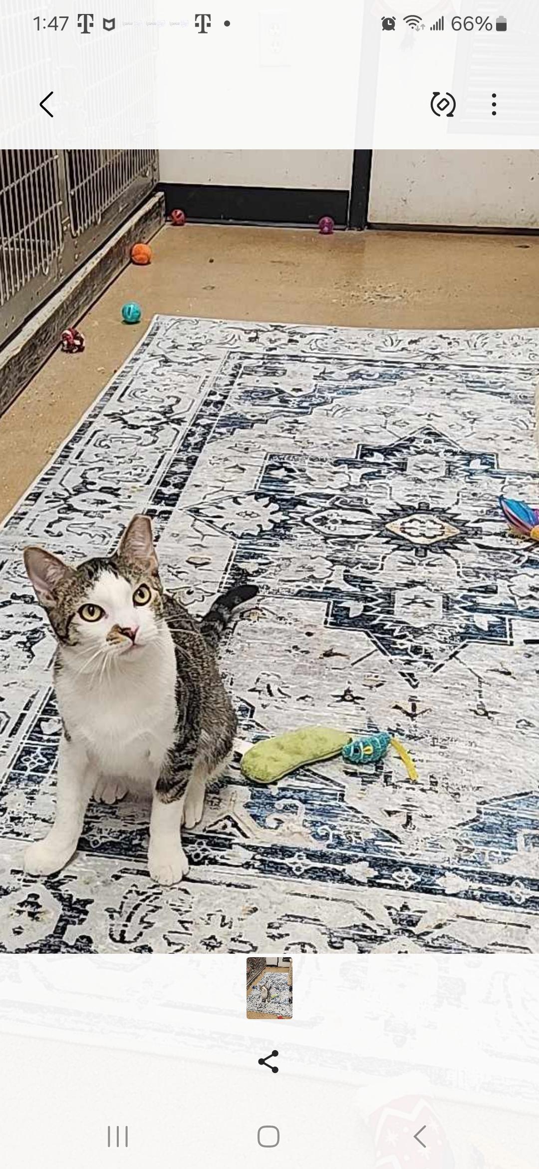 Pudding, a Adoptable Domestic Short Hair in Charlotte, NC image 3/5