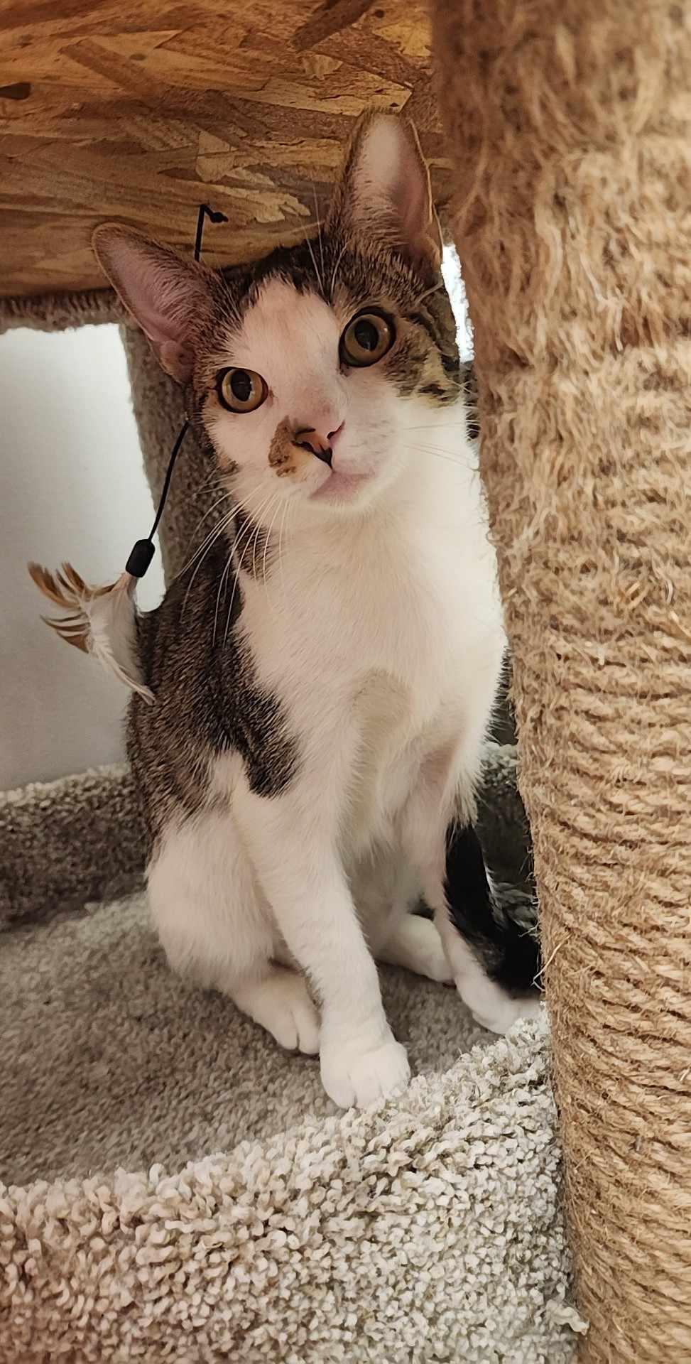 Pudding, a Adoptable Domestic Short Hair in Charlotte, NC image 1/5