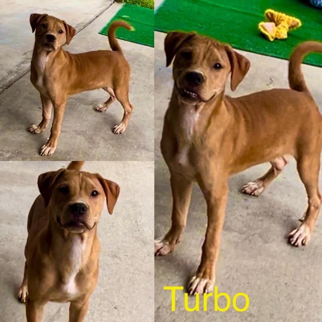 Turbo, Adoptable, Young Male Whippet & Boxer.