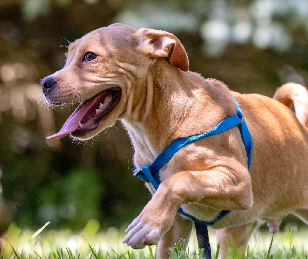 Turbo, Adoptable, Young Male Whippet & Boxer.
