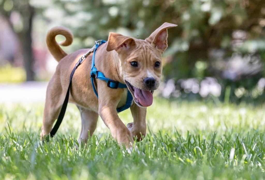 Enlarge Turbo, a Adoptable mixed breed in White Hall, IL image 2/6