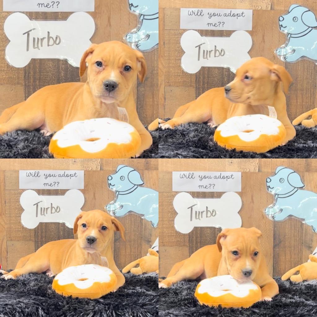 Enlarge Turbo, a Adoptable mixed breed in White Hall, IL image 3/6