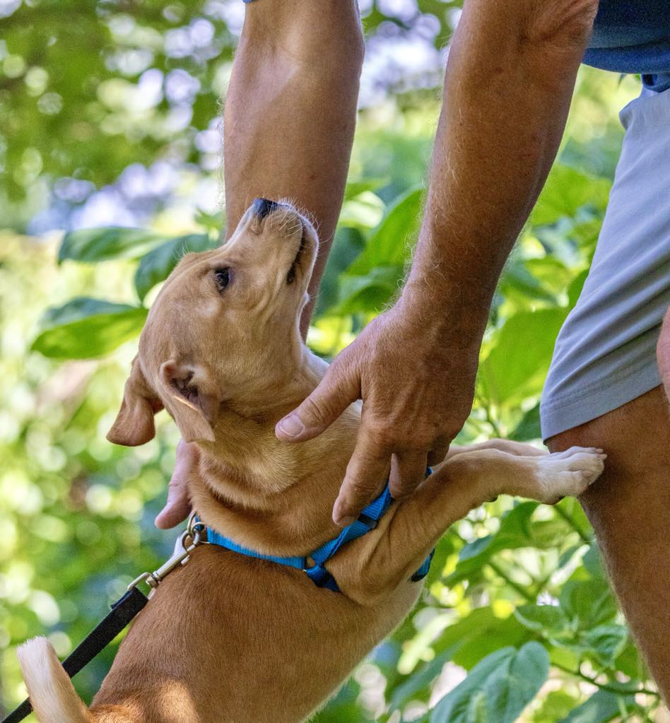 Turbo, Adoptable, Young Male Whippet & Boxer.