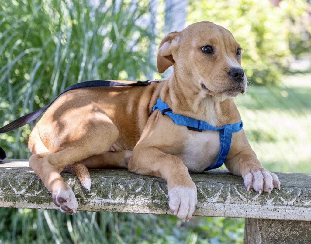 Enlarge Turbo, a Adoptable mixed breed in White Hall, IL image 2/7