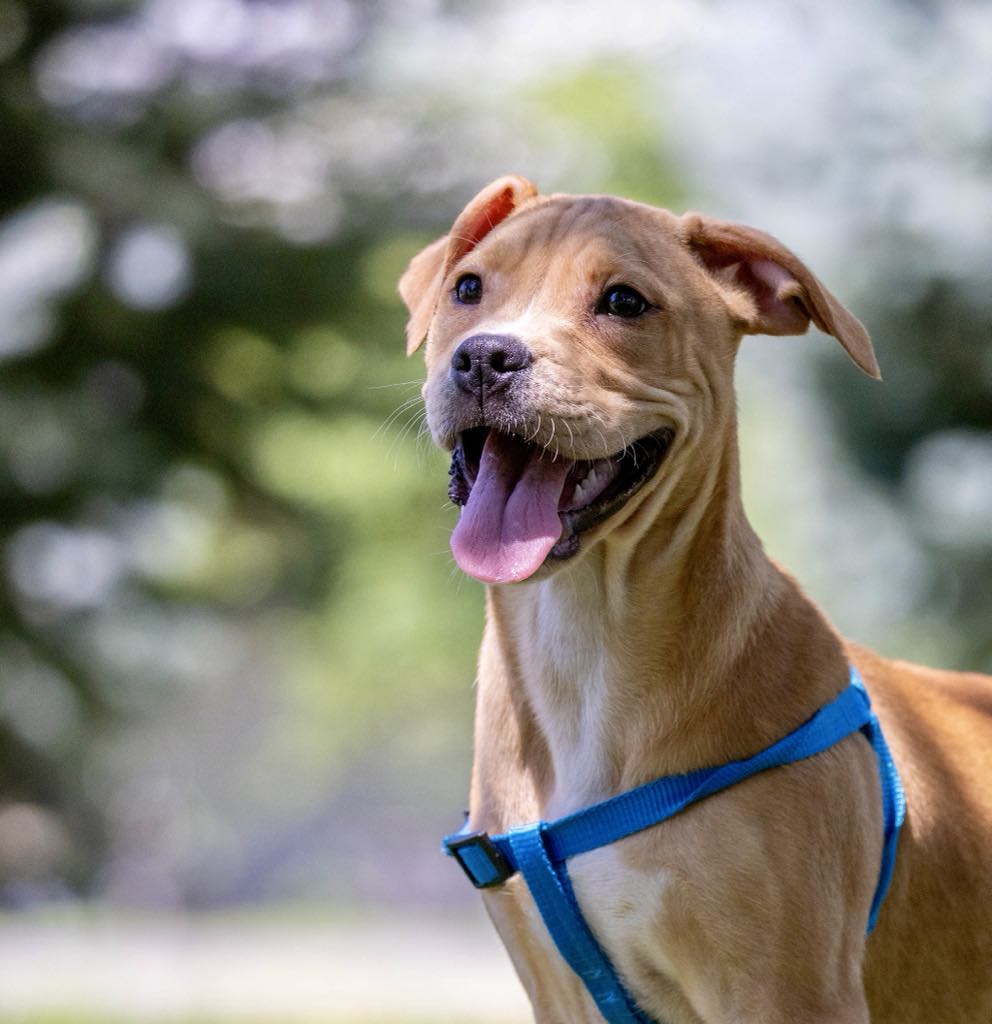 Enlarge Turbo, a Adoptable mixed breed in White Hall, IL image 3/7
