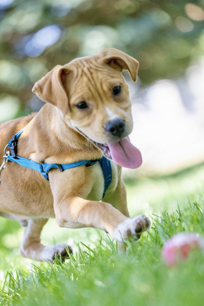 Enlarge Turbo, a Adoptable mixed breed in White Hall, IL image 4/7