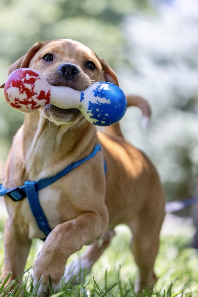 Enlarge Turbo, a Adoptable mixed breed in White Hall, IL image 5/7