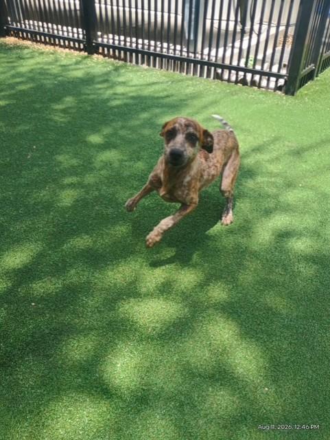 Enlarge Sophie, a Adoptable Australian Cattle Dog / Blue Heeler in Windcrest, TX image 3/4
