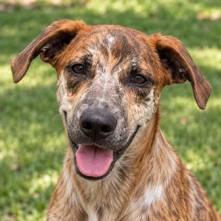 Enlarge Sophie, a Adoptable Australian Cattle Dog / Blue Heeler in Windcrest, TX image 1/4