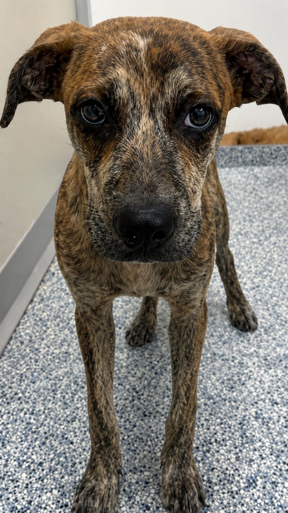 Enlarge Sophie, a Adoptable Australian Cattle Dog / Blue Heeler in Windcrest, TX image 4/4