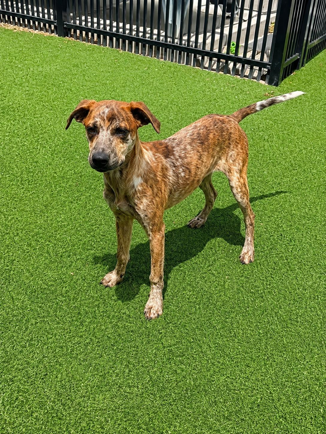 Enlarge Sophie, a Adoptable Australian Cattle Dog / Blue Heeler in Windcrest, TX image 2/4