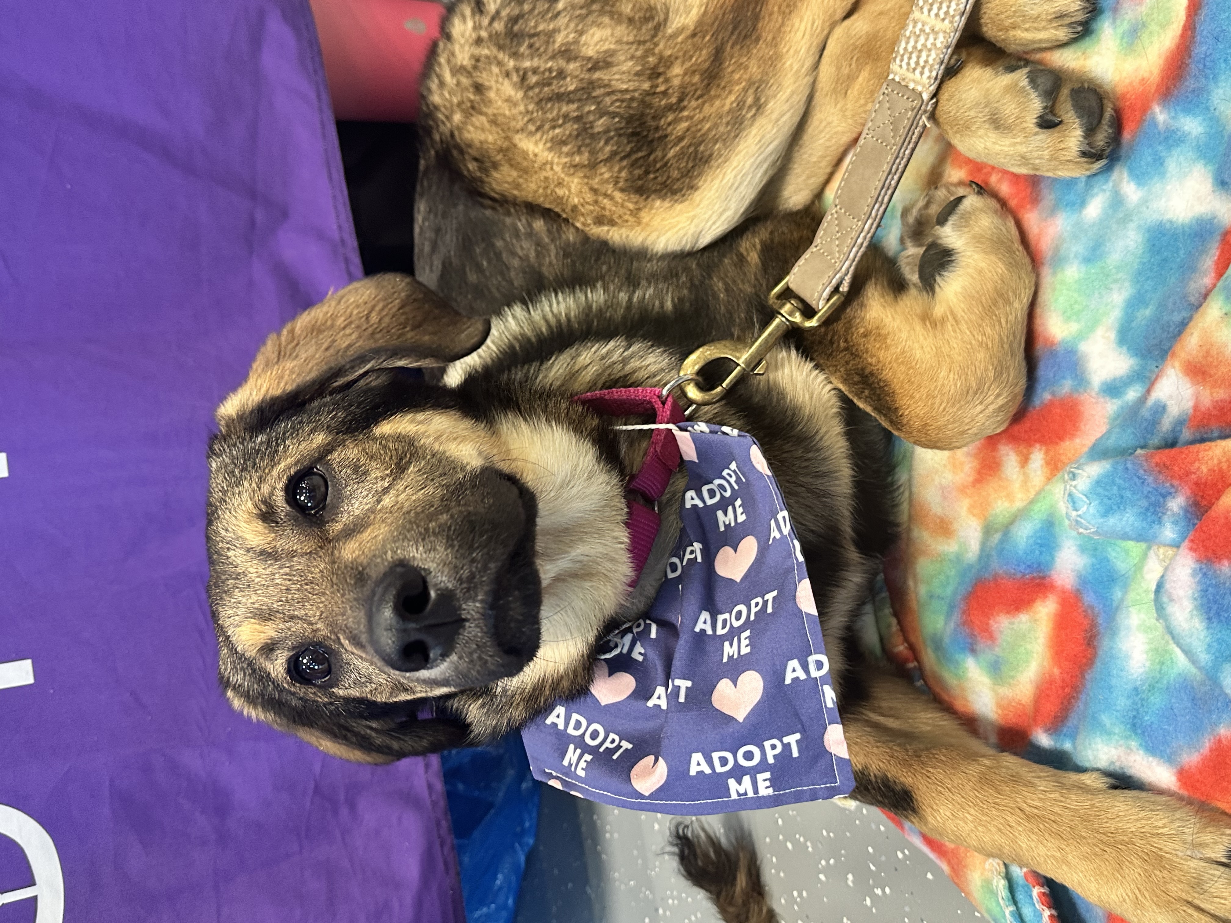 Enlarge Shea, a Adopted mixed breed in Sugar Grove, IL image 1/3