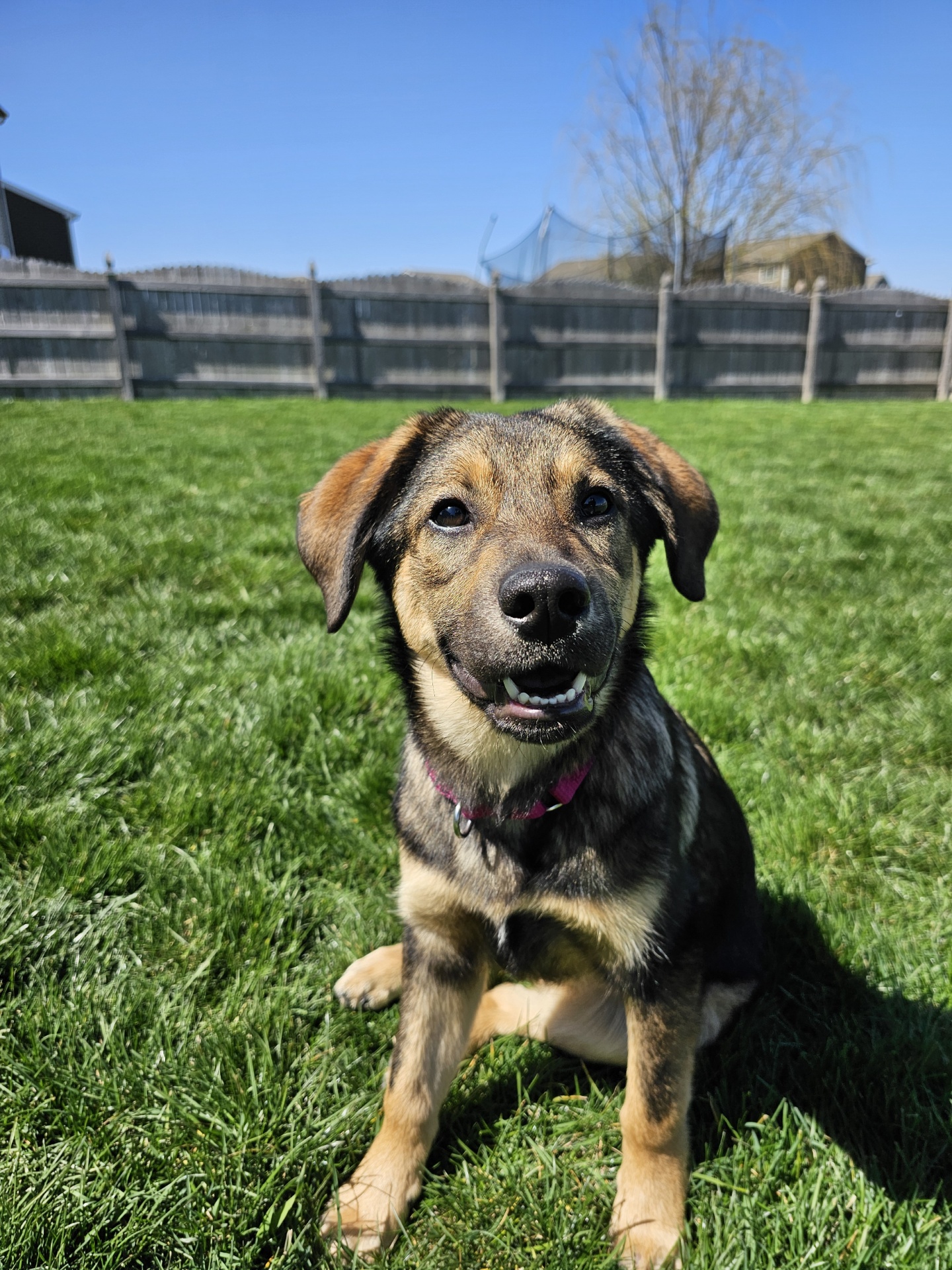 Enlarge Shea, a Adopted mixed breed in Sugar Grove, IL image 2/3