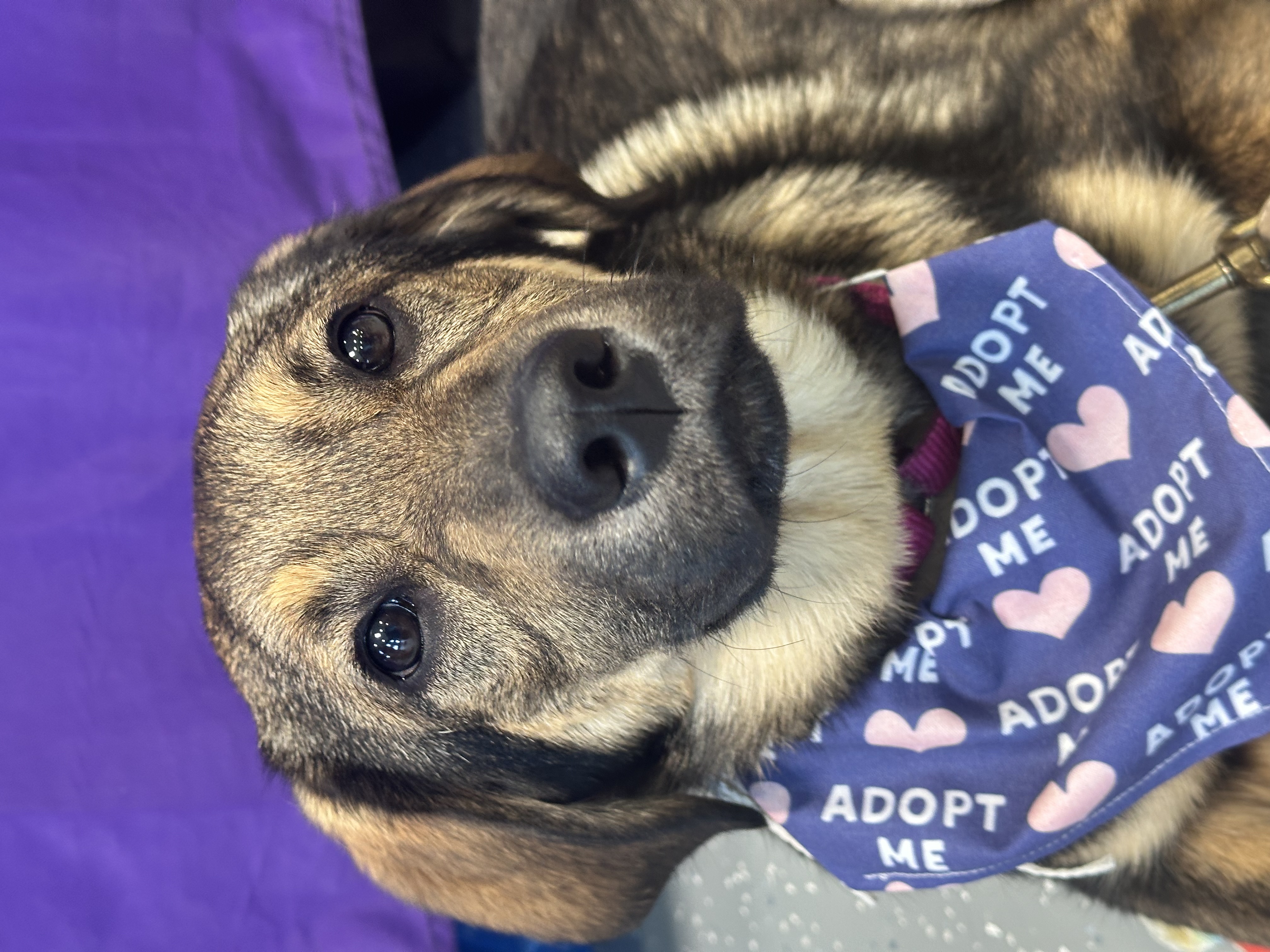 Enlarge Shea, a Adopted mixed breed in Sugar Grove, IL image 3/3