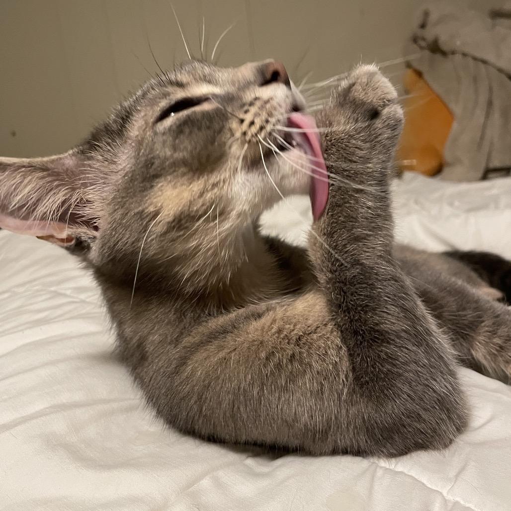 Enlarge Reba, a Adoptable Domestic Short Hair in Rochester, MN image 1/6