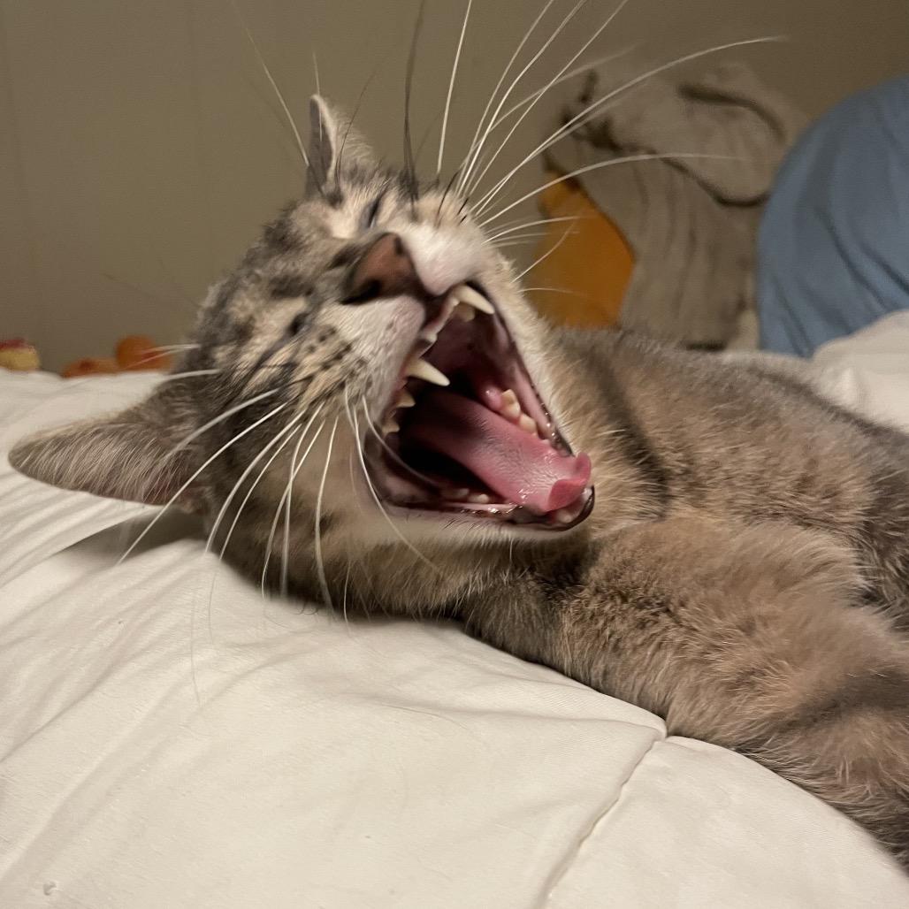 Enlarge Reba, a Adoptable Domestic Short Hair in Rochester, MN image 2/6