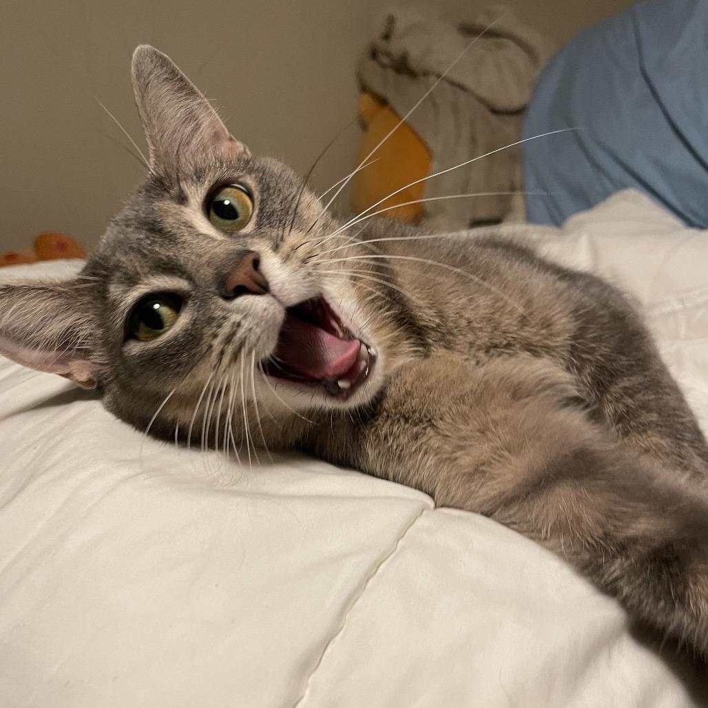 Enlarge Reba, a Adoptable Domestic Short Hair in Rochester, MN image 3/6