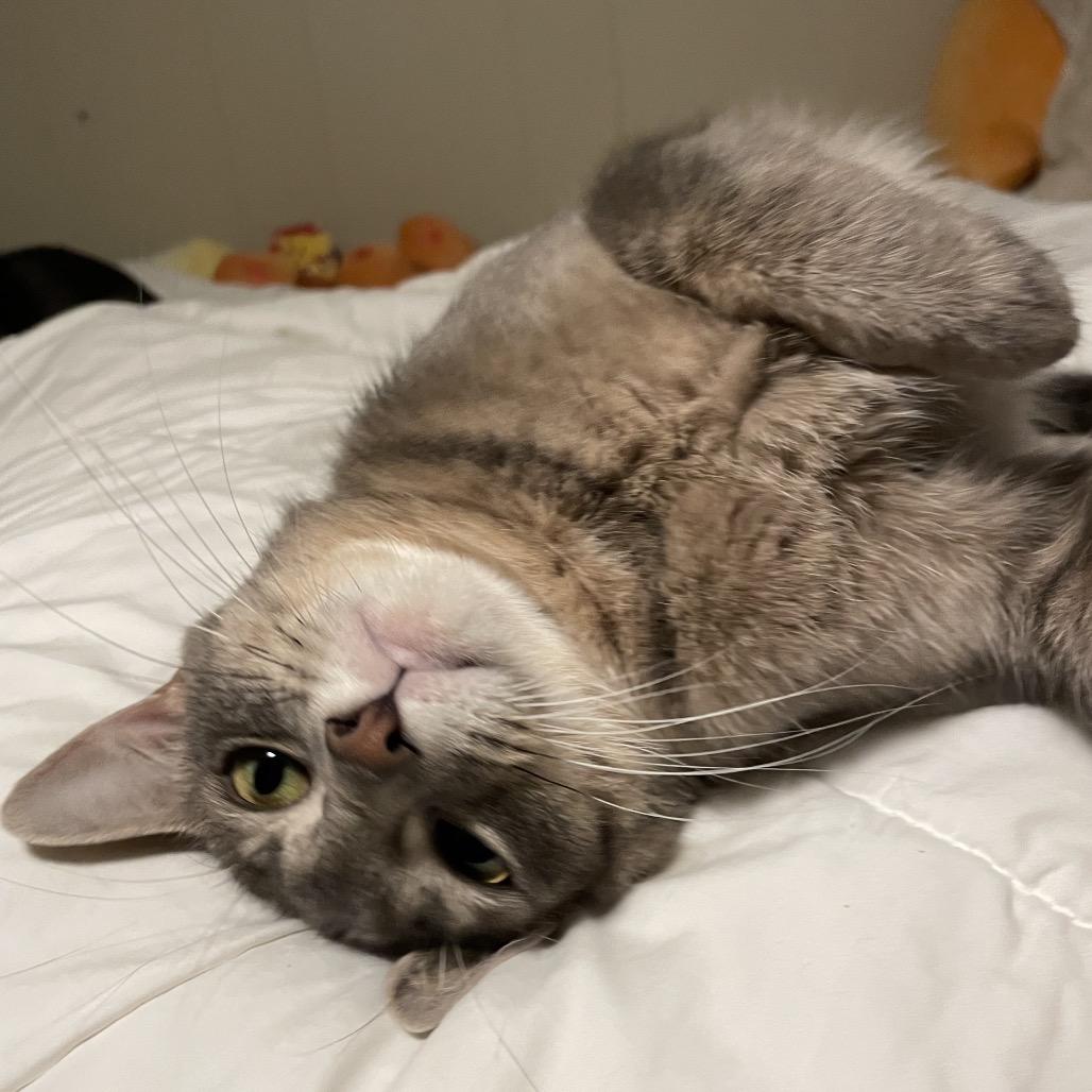 Enlarge Reba, a Adoptable Domestic Short Hair in Rochester, MN image 5/6
