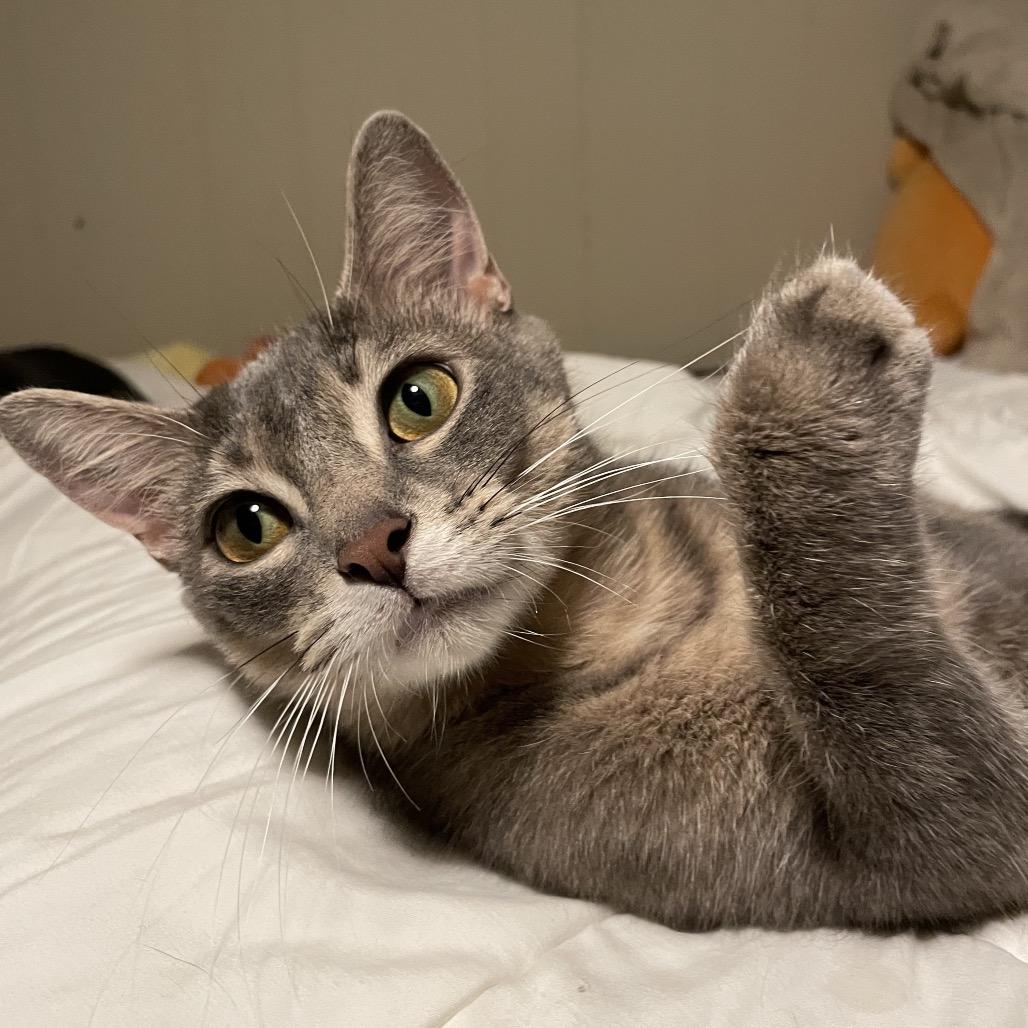 Reba — thumbnail 5