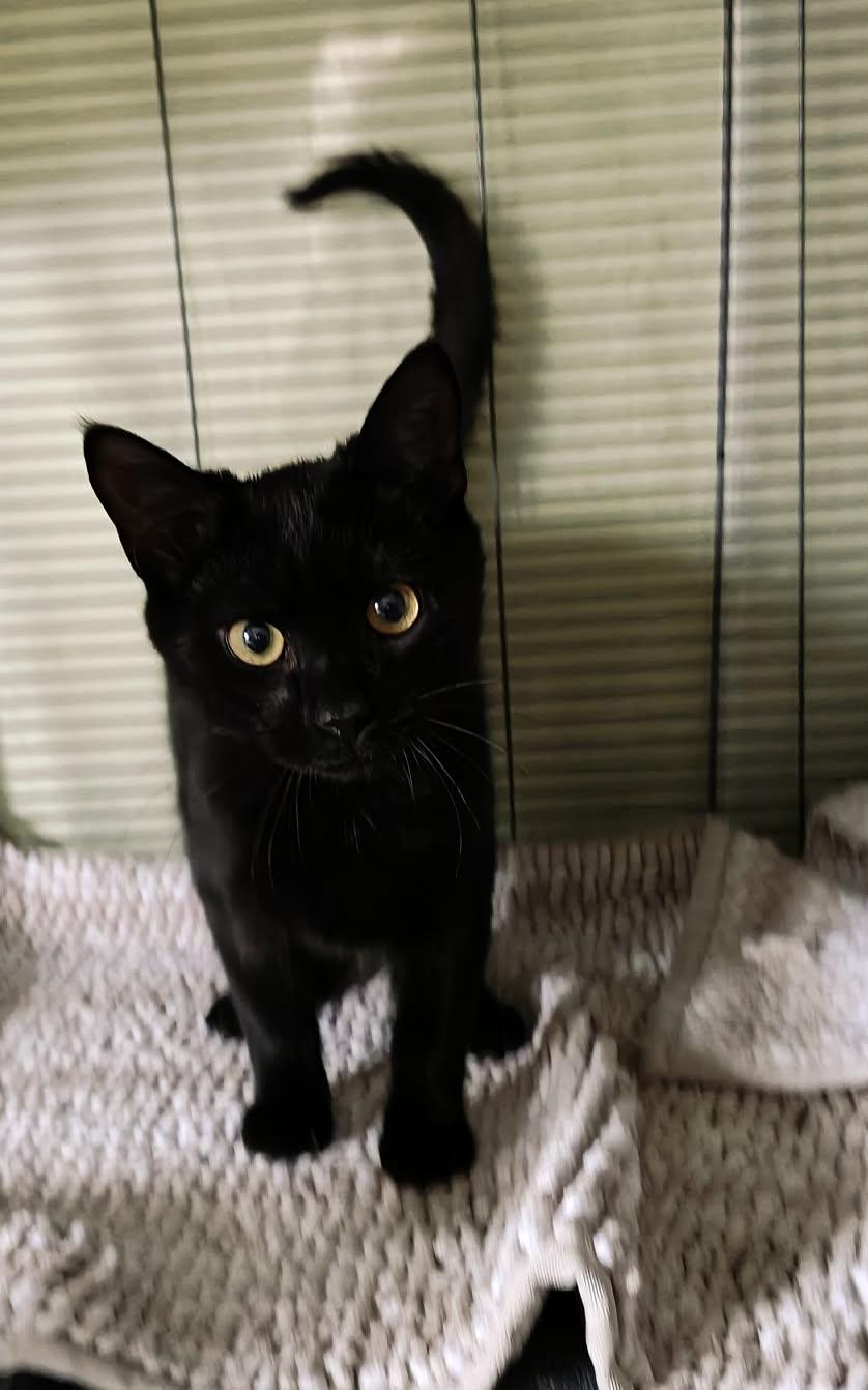 Lightning, adopted, Kitten Female Domestic Short Hair.