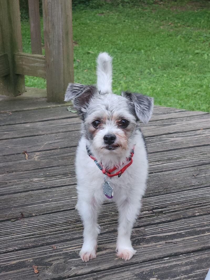 Oreo, a Adoptable mixed breed in Grand Rapids, MI image 1/6