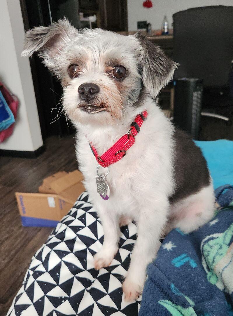 Oreo, a Adoptable mixed breed in Grand Rapids, MI image 2/6