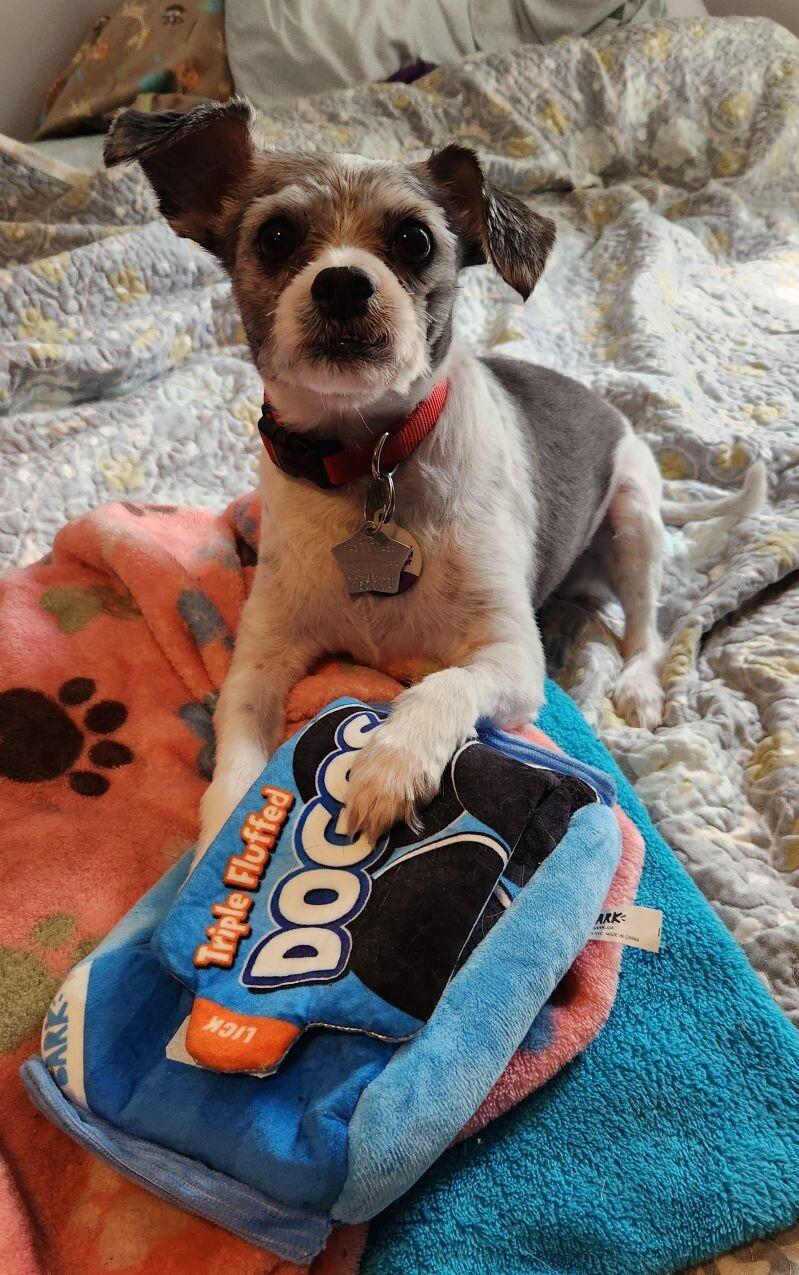 Oreo, a Adoptable mixed breed in Grand Rapids, MI image 3/6