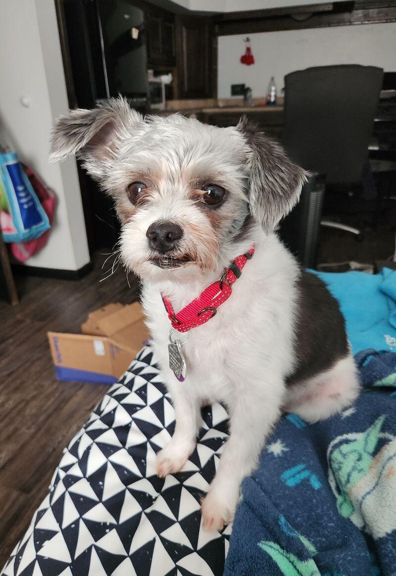 Oreo, a Adoptable mixed breed in Grand Rapids, MI image 4/6